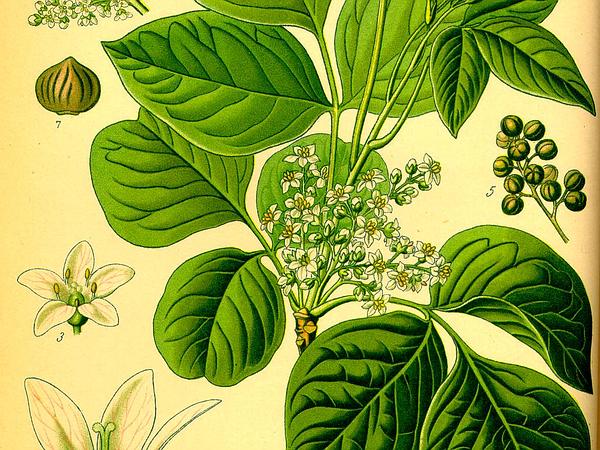 Illustration_Rhus_toxicodendron0_600